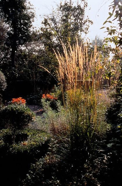 Capim-do-Vento de Flores Agudas (Calamagrostis x acutiflora) 'Karl Foerster'