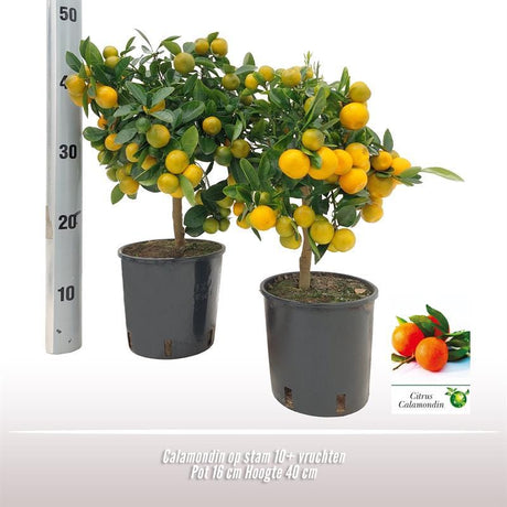 Livraison plante Calamondin en pot d16cm h40cm