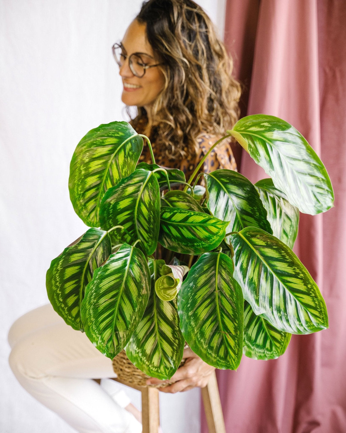 Livraison plante Calathea Flamestar