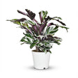 Livraison plante Calathea Fushion White