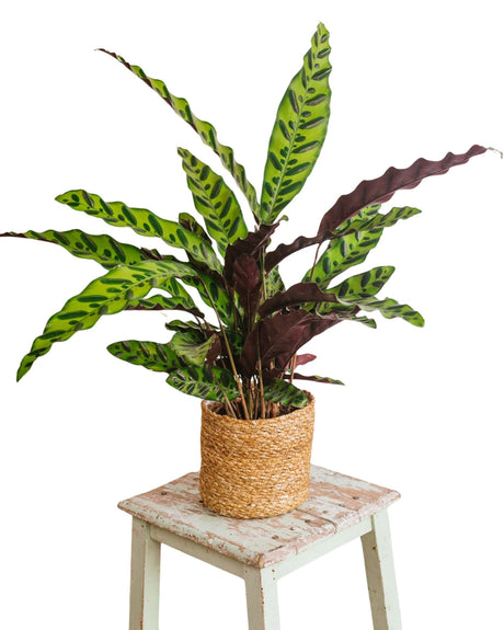 Livraison plante Calathea lancifolia L