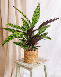 Calathea lancifolia L.
