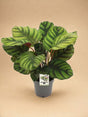 Livraison plante Calathea - Le bandeau