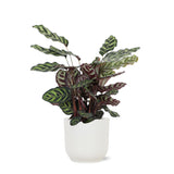 Livraison plante Calathea Makoyana et son pot