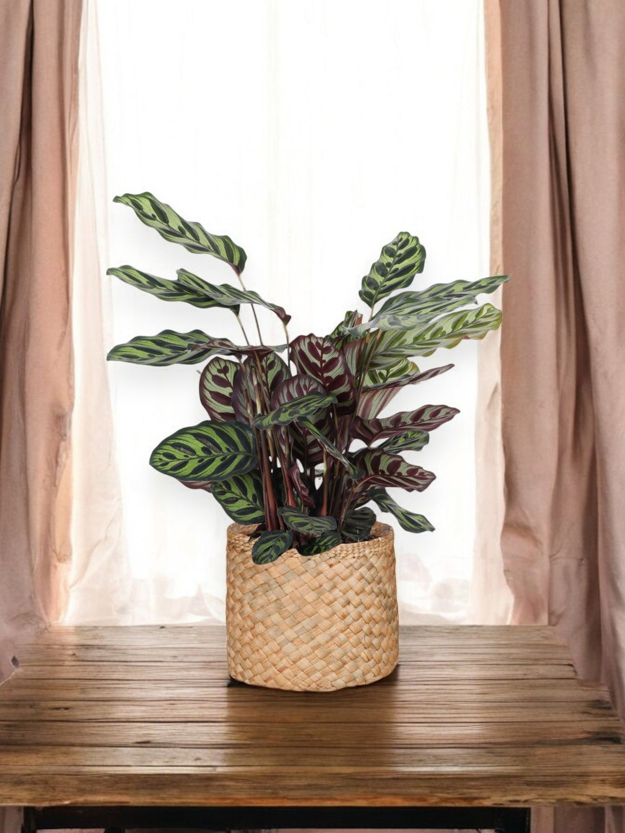 Calathea Makoyana e sua panela