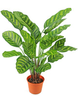 Livraison plante Calathea Makoyana - Plante verte artificielle