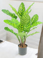 Livraison plante Calathea Makoyana - Plante verte artificielle