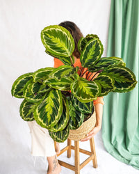 Medalhão Calathea