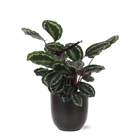 Livraison plante Calathea Medallion et son pot