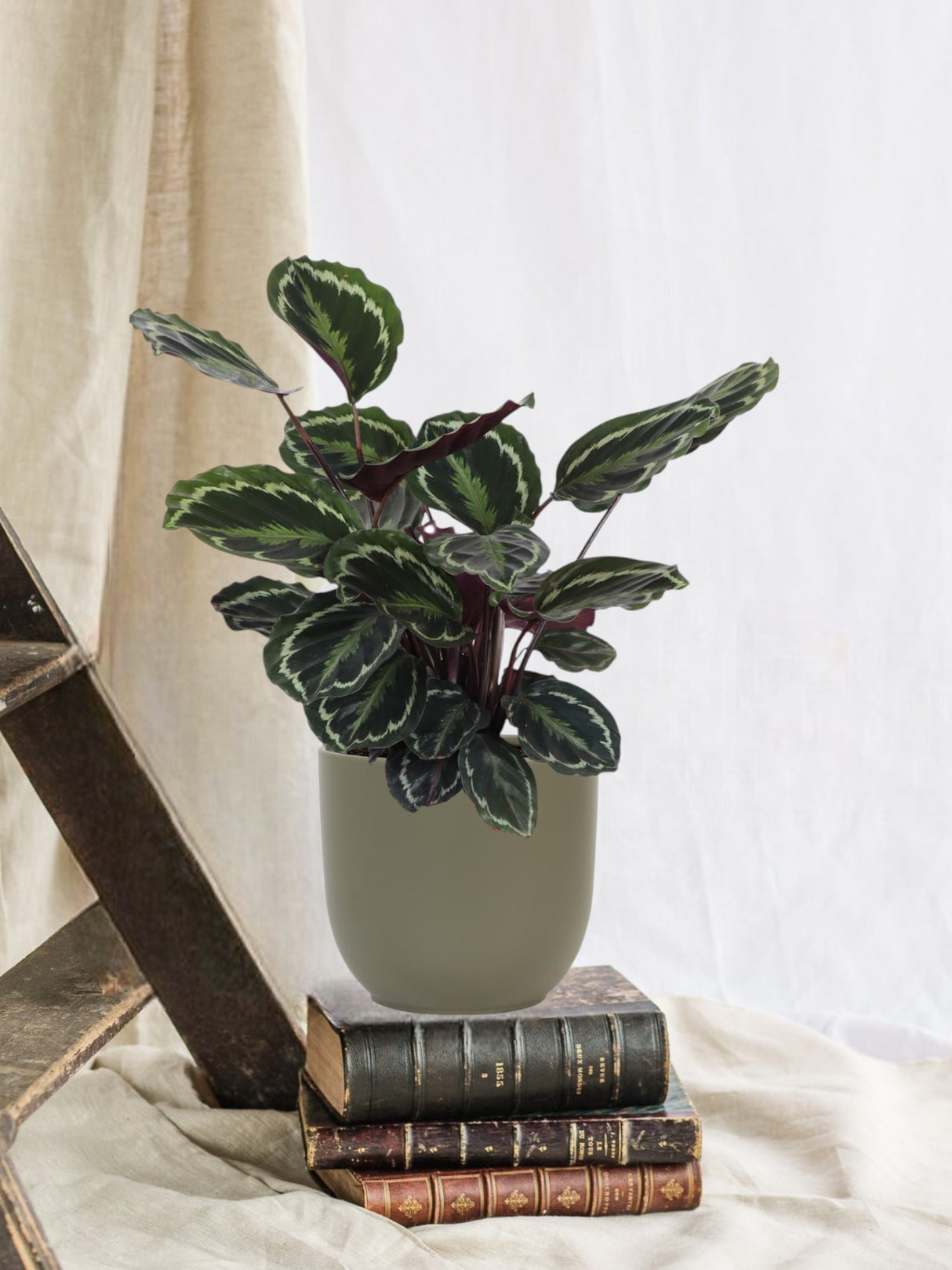 Medalhão Calathea e seu pote