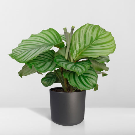 Livraison plante Calathea Orbifolia