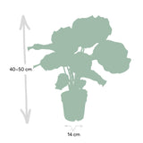 Livraison plante Calathea Orbifolia