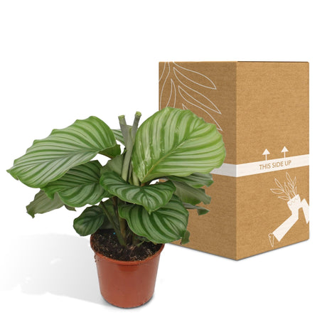 Livraison plante Calathea Orbifolia