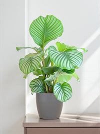 Calathea Orbifolia e seu vaso