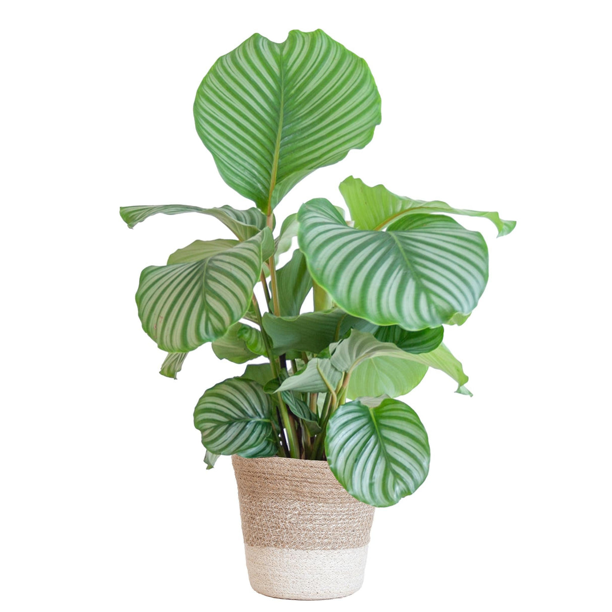 Livraison plante Calathea Orbifolia et son pot