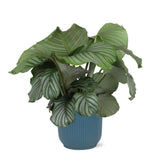 Livraison plante Calathea Orbifolia et son pot