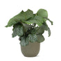 Livraison plante Calathea Orbifolia et son pot