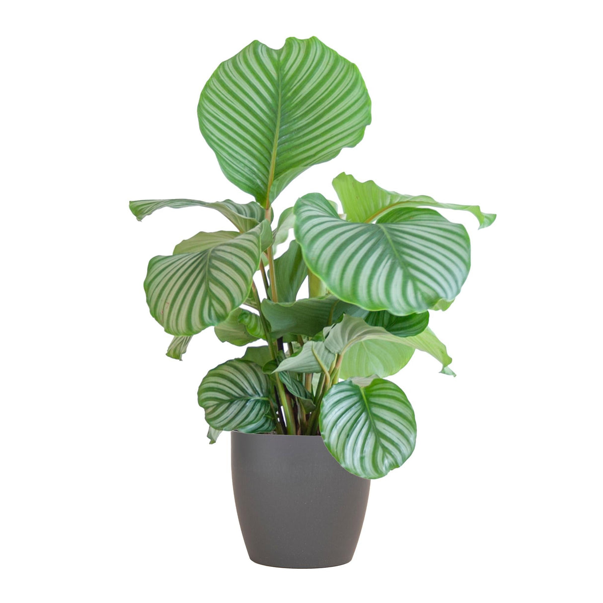 Livraison plante Calathea Orbifolia et son pot