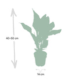 Livraison plante Calathea Ornata