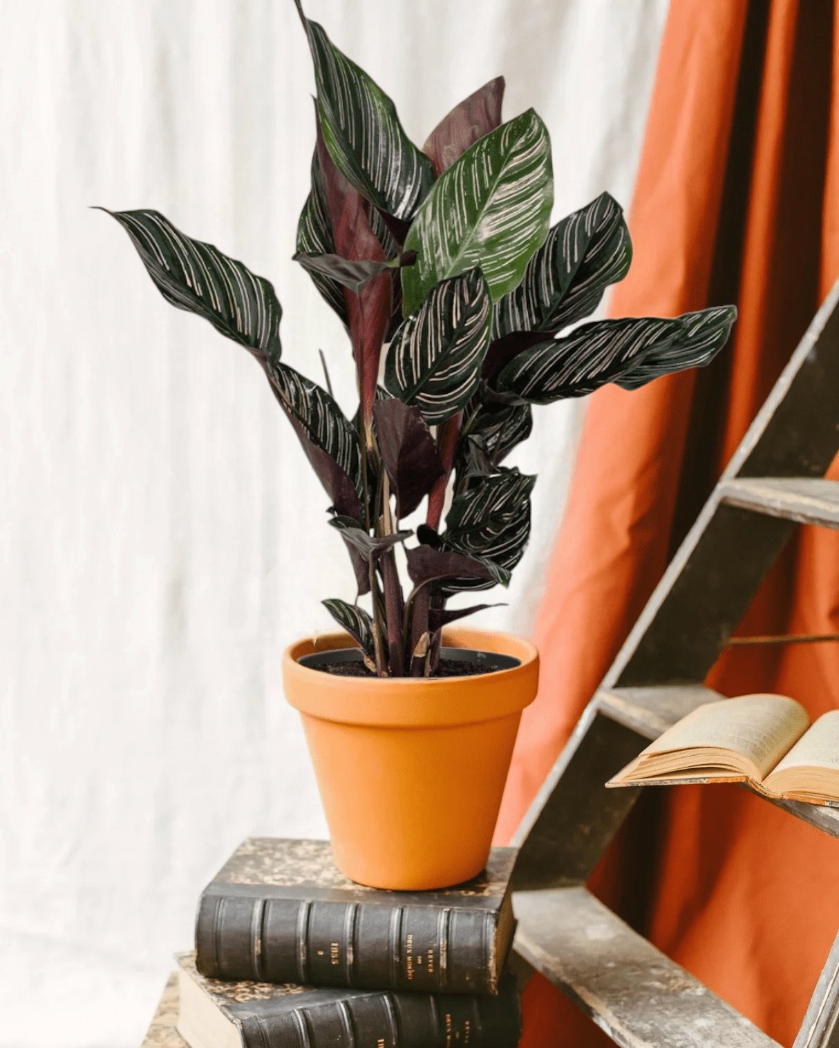 Livraison plante Calathea Ornata