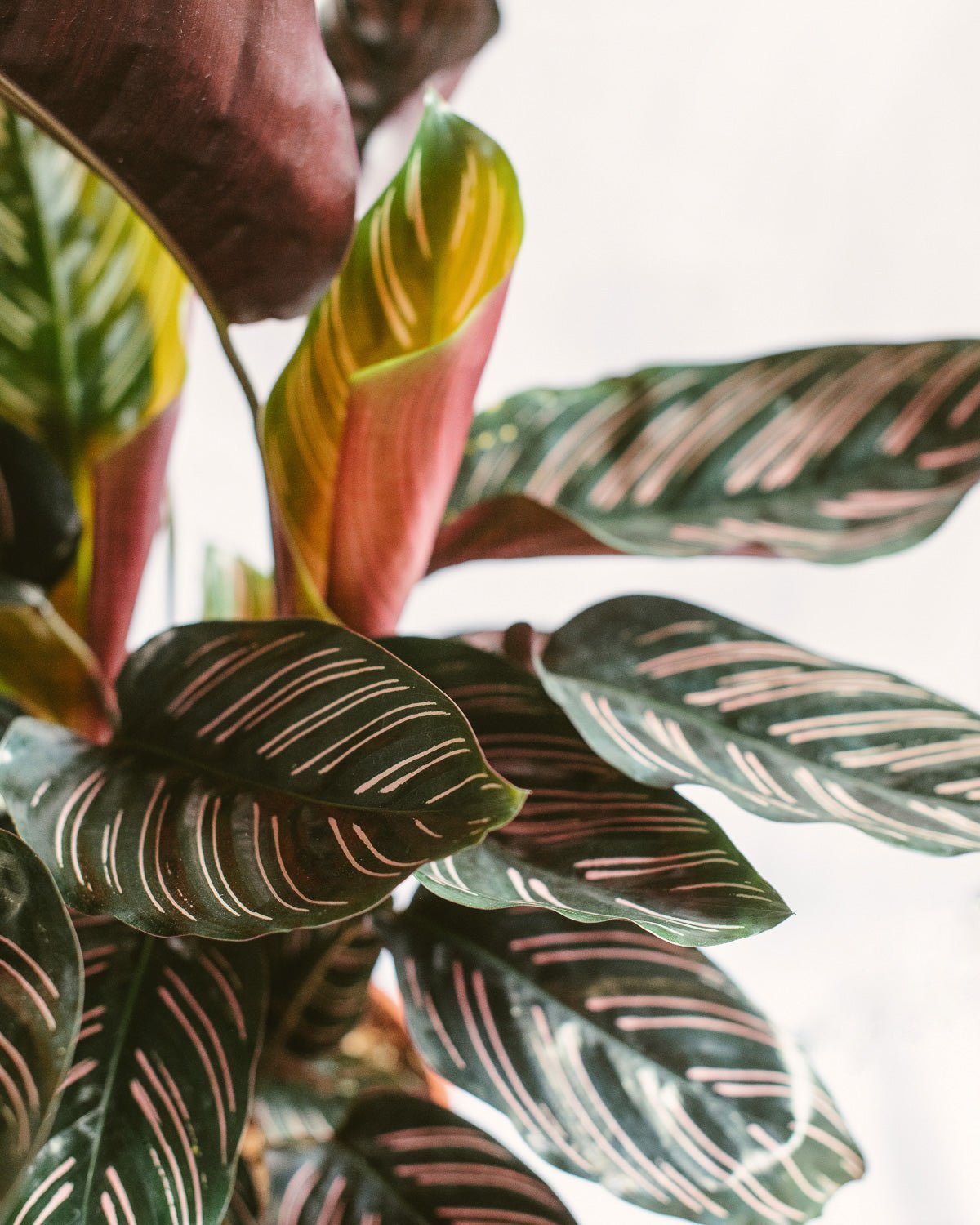 Livraison plante Calathea Ornata