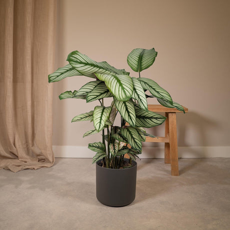 Livraison plante Calathea Whitestar