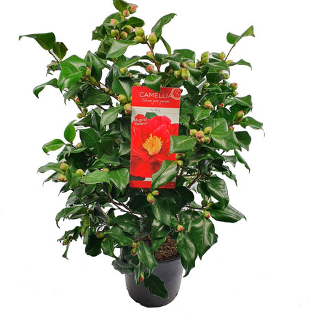 Livraison plante Camellia japonica 'Dr. King' - ↨90cm - Ø29cm