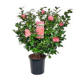 Livraison plante Camellia 'Mary Williams' - ↨70cm - Ø24cm - plante d'extérieur fleurie