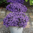 Livraison plante Campanula Addenda - Klokjesbloem Purple - Plante Vivace Hivernale
