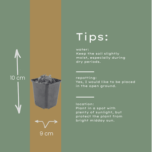 Livraison plante Campanule violet