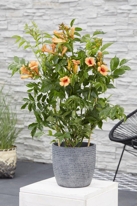 Livraison plante Campsis 'Indian Summer'