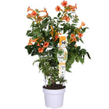 Livraison plante Campsis 'Indian Summer'