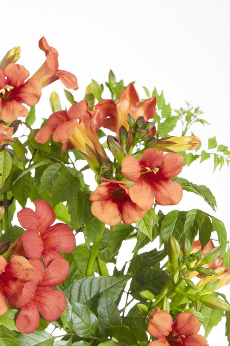 Livraison plante Campsis Summer Jazz 'Fire Trumpet'