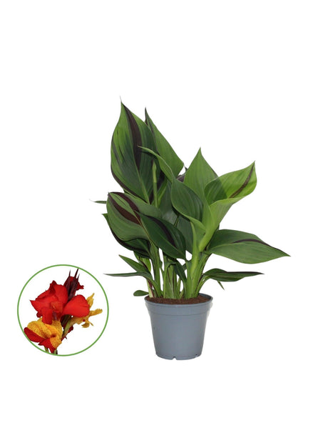 Livraison plante Canna Cleopatra