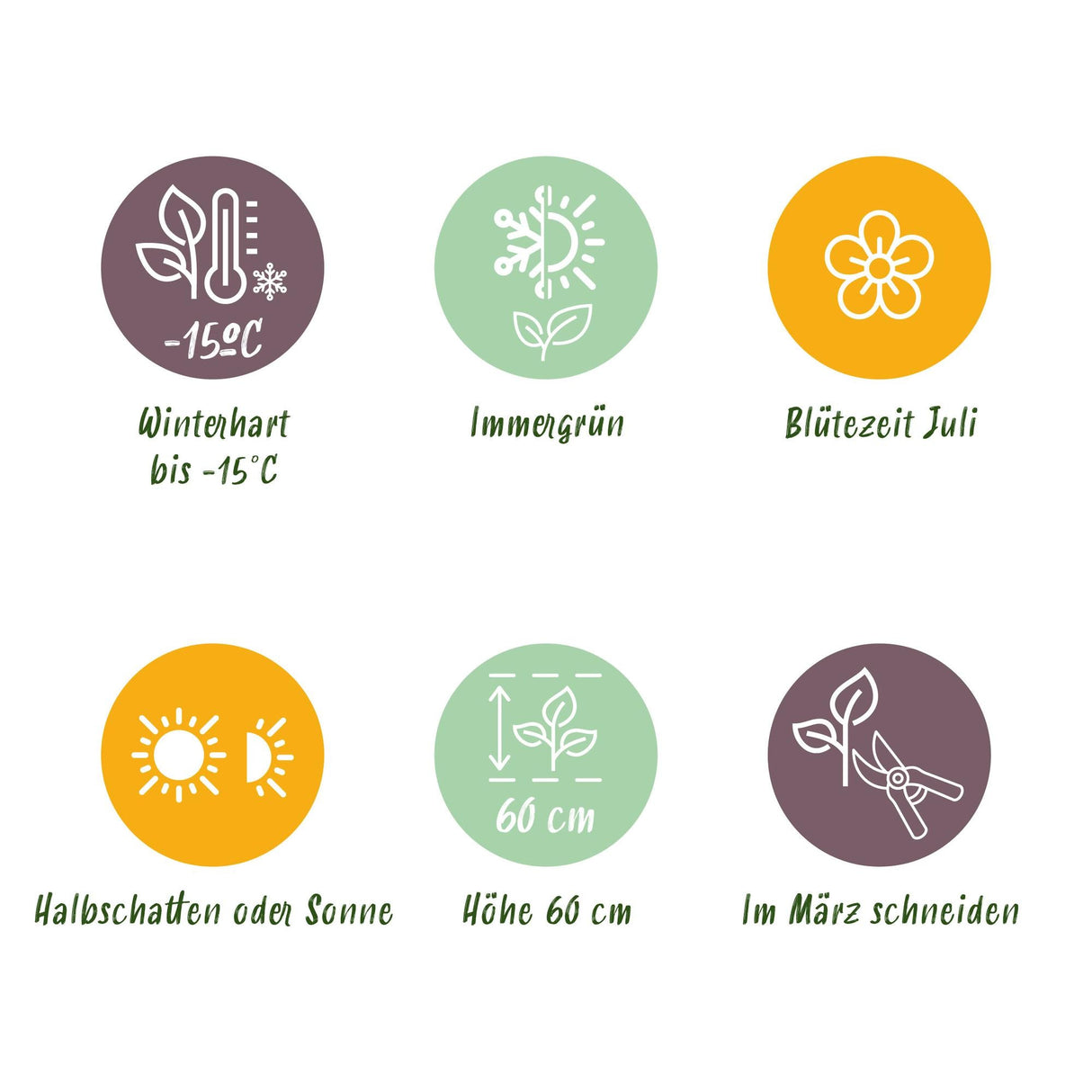 Livraison plante Carex comans Frosted Curls – Pot 17 cm – Hauteur 50 cm