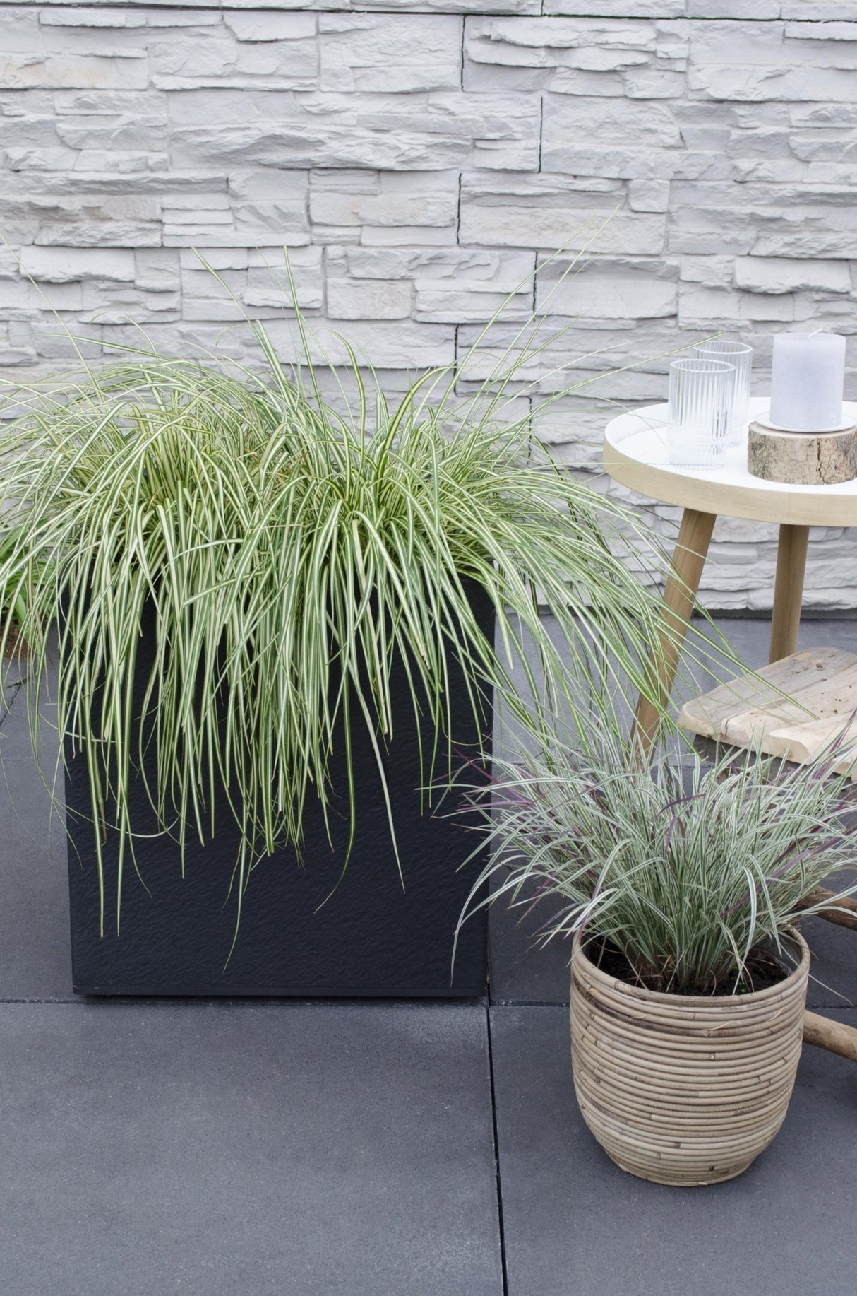 Livraison plante Carex hachijoensis 'Evergold'