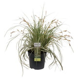 Livraison plante Carex hachijoensis 'Evergold'