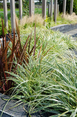 Livraison plante Carex hachijoensis 'Evergold' - Lot de 3