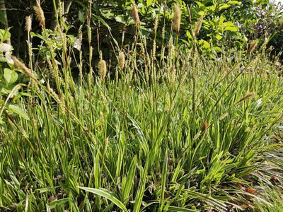 Junça do Japão (Carex Morrowii) 'Aureovariegata'