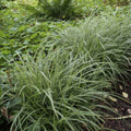 Carex do Japão (Carex morrowii) 'Ice Dance'
