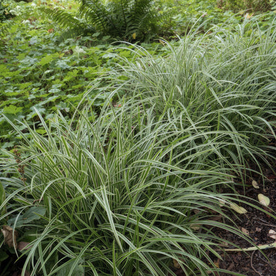 Carex do Japão (Carex morrowii) 'Ice Dance'