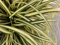 Junça de Oshima (Carex oshimensis) 'Evergold'
