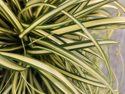 Junça de Oshima (Carex oshimensis) 'Evergold'