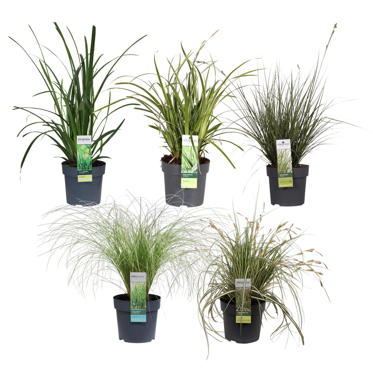 Livraison plante Carex, lot de 5 plantes - h30cm, Ø14cm - plantes d'extérieur