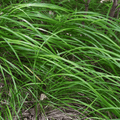 Carex do Japão (Carex morrowii) 'Carex Morrowii'