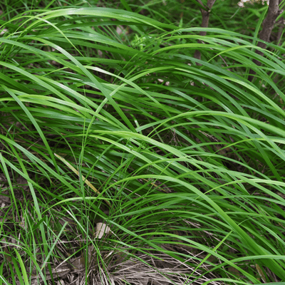 Carex do Japão (Carex morrowii) 'Carex Morrowii'