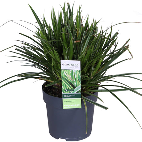 Livraison plante Carex morrowii 'Ice Dance'