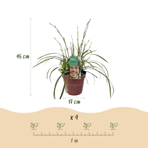 Livraison plante Carex morrowii Ice Dance – Pot 17 cm – Hauteur 50 cm