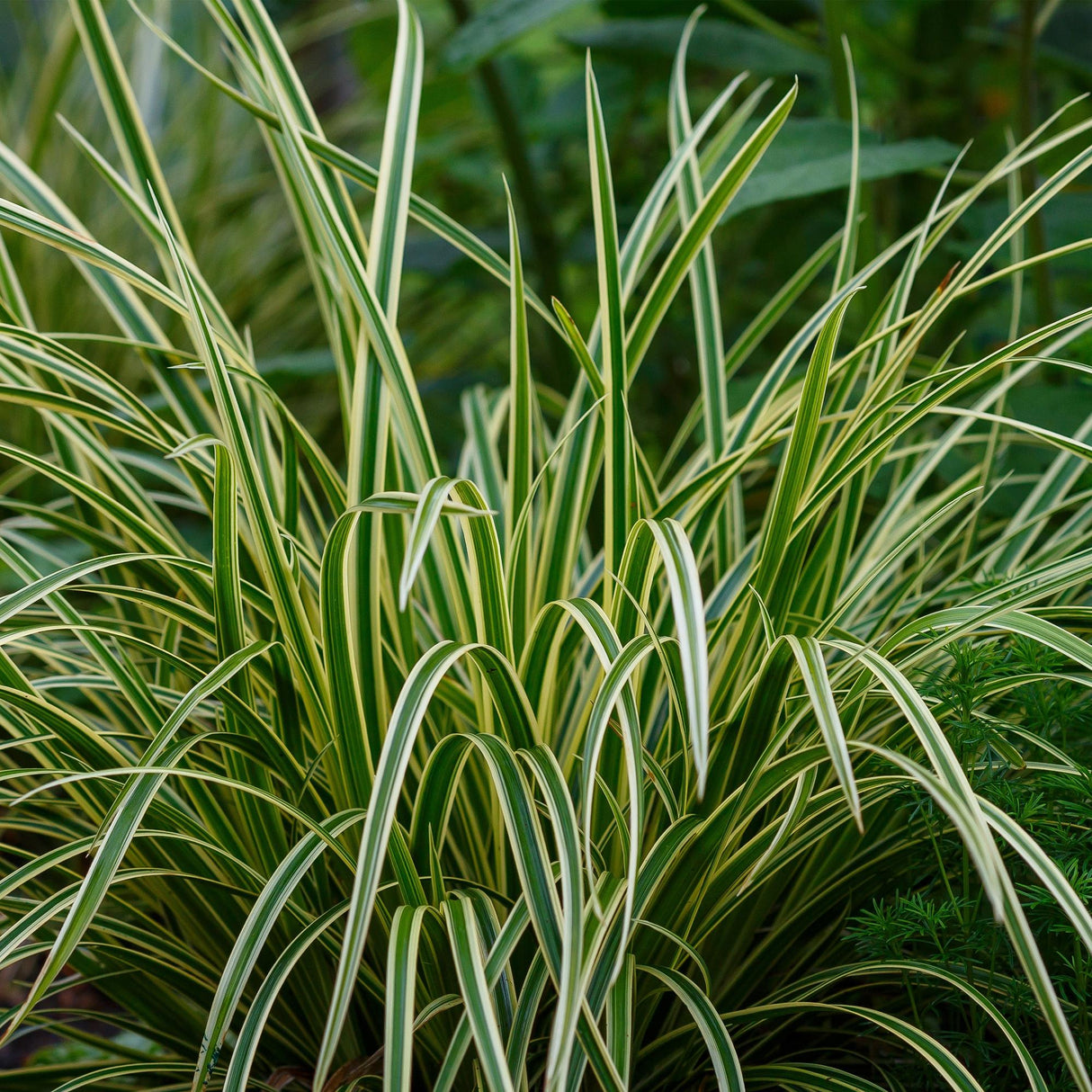 Livraison plante Carex morrowii Ice Dance – Pot 17 cm – Hauteur 50 cm