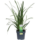 Livraison plante Carex morrowii 'Irish Green'